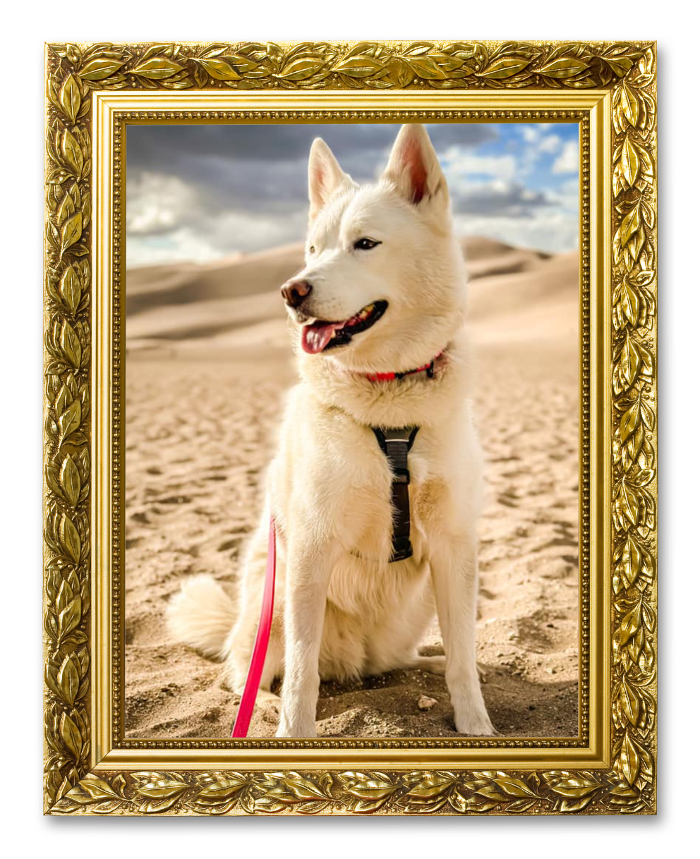 An image of a dog on a sandy dune in a picture frame for the Family Vacations album on the Diamond Family Album.