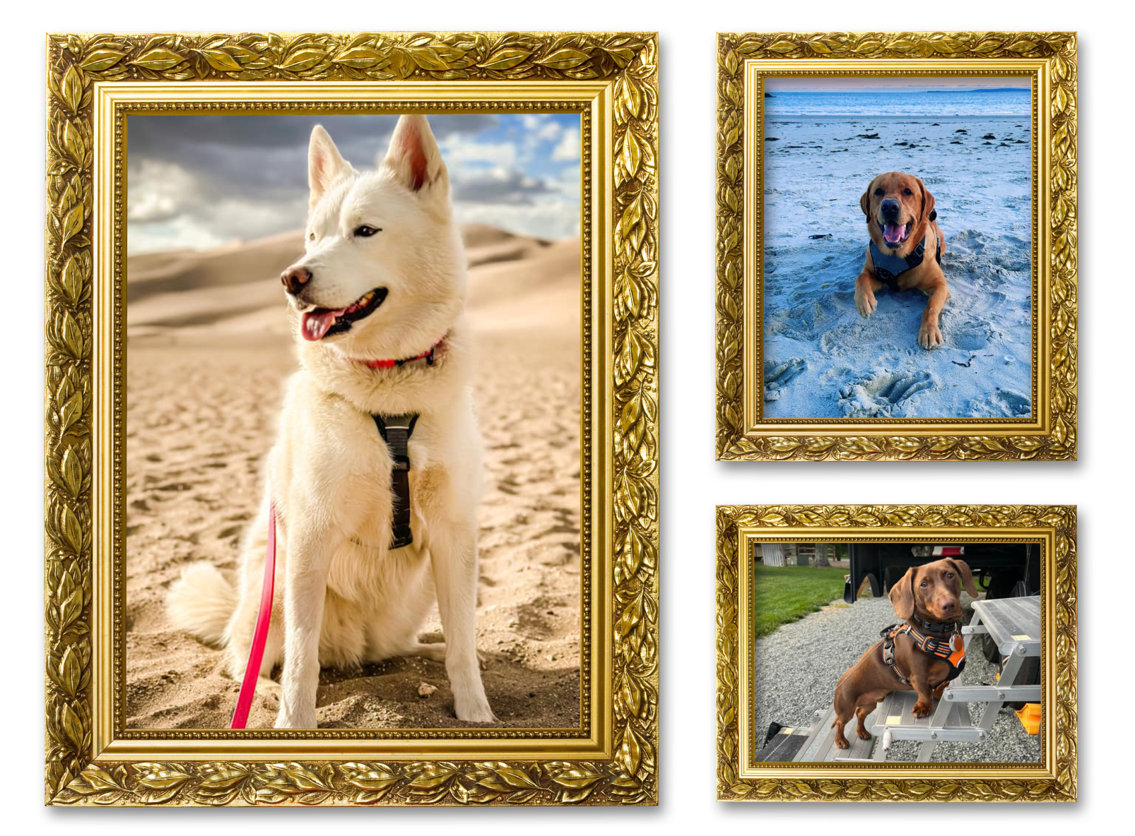 Three images of dogs in picture frames for the Family Vacations album on the Diamond Family Album.