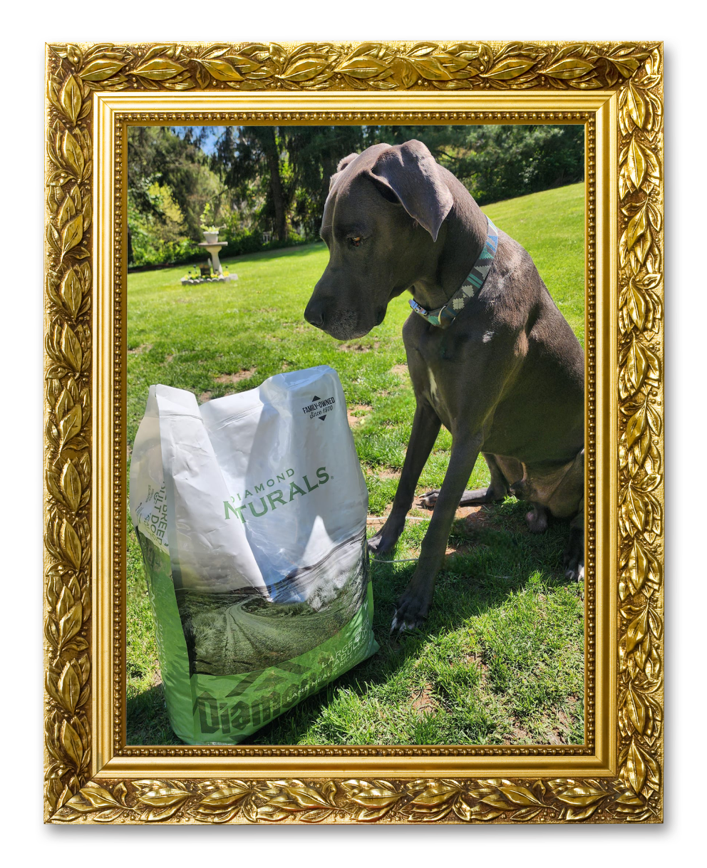 An image of a dog staring at a bag of Diamond Naturals pet food in a picture frame for the Favorite Family Dinner album on the Diamond Family Album.