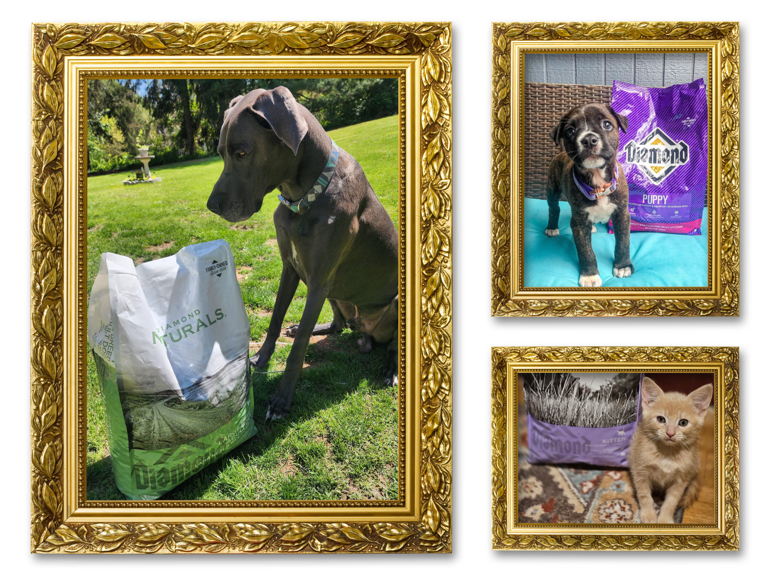 Three images of pets in picture frames for the Favorite Family Dinners album on the Diamond Family Album.