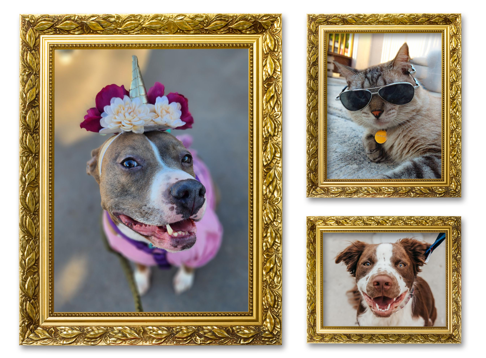 Three images of dogs in picture frames for the Favorite Pet Pics album on the Diamond Family Album.