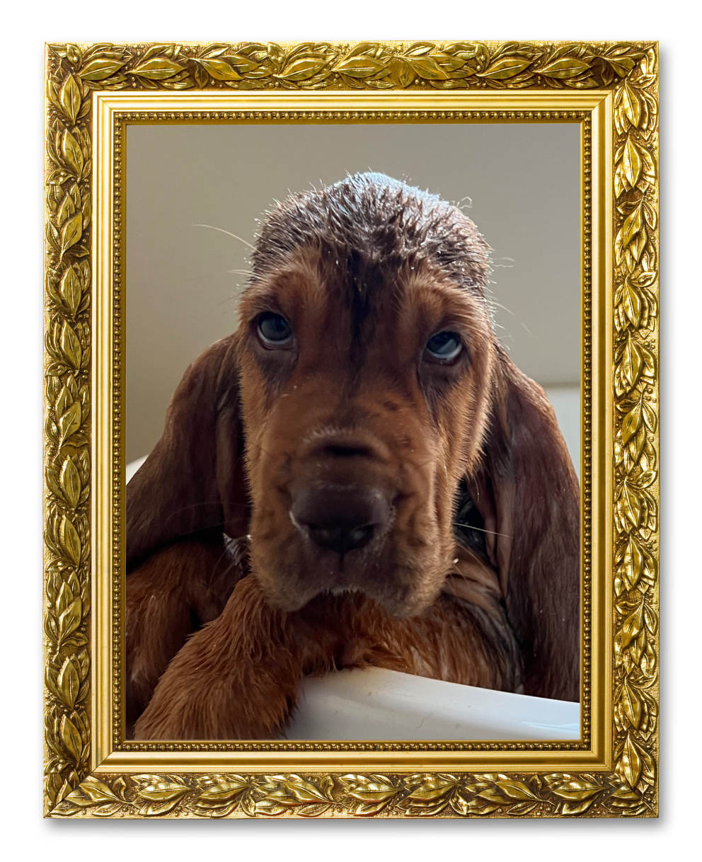 An image of a dog in a bathtub in a picture frame for the New Family Members album on the Diamond Family Album.