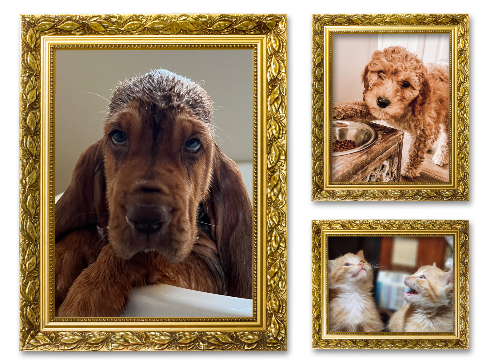 Three images of pets in picture frames for the New Family Members album on the Diamond Family Album.