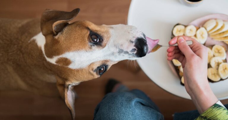 An overhead view of a dog being fed food on a spoon in front of a plate of food.