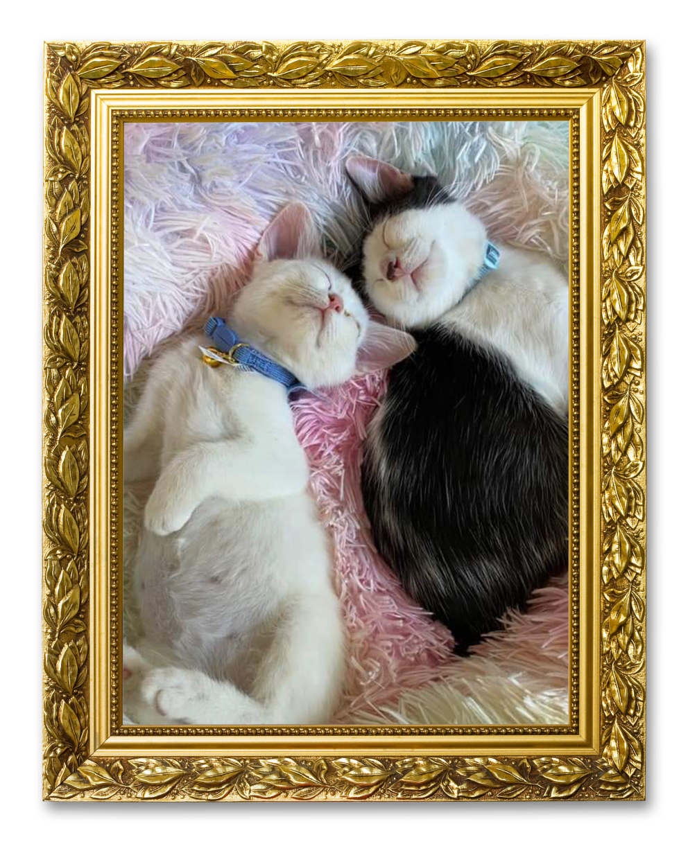 An image of two sleeping cats in a picture frame for the Sleeping Babies album on the Diamond Family Album.
