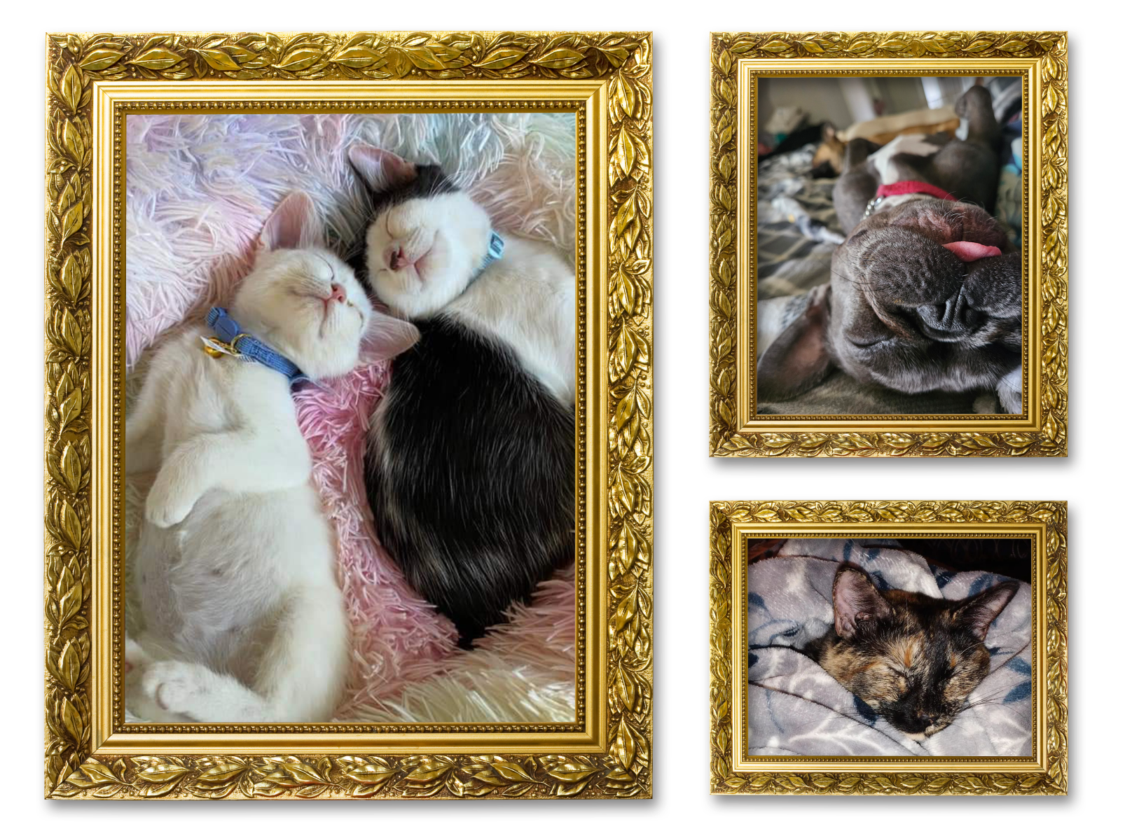 Three images of sleeping pets in picture frames for the Sleeping Babies album on the Diamond Family Album.