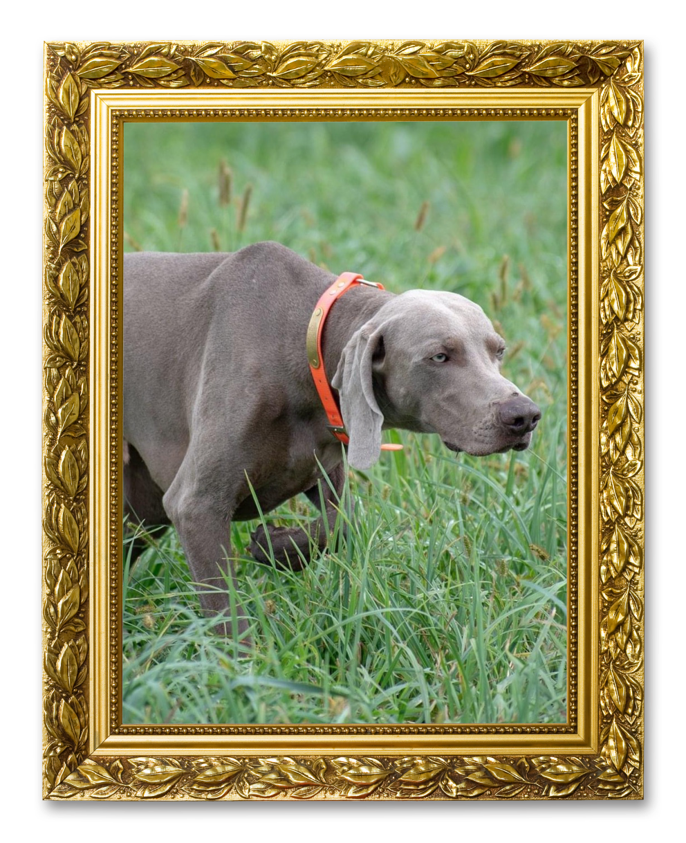 An image of a dog in a hunting in a field in a picture frame for the Star Performers Members album on the Diamond Family Album.