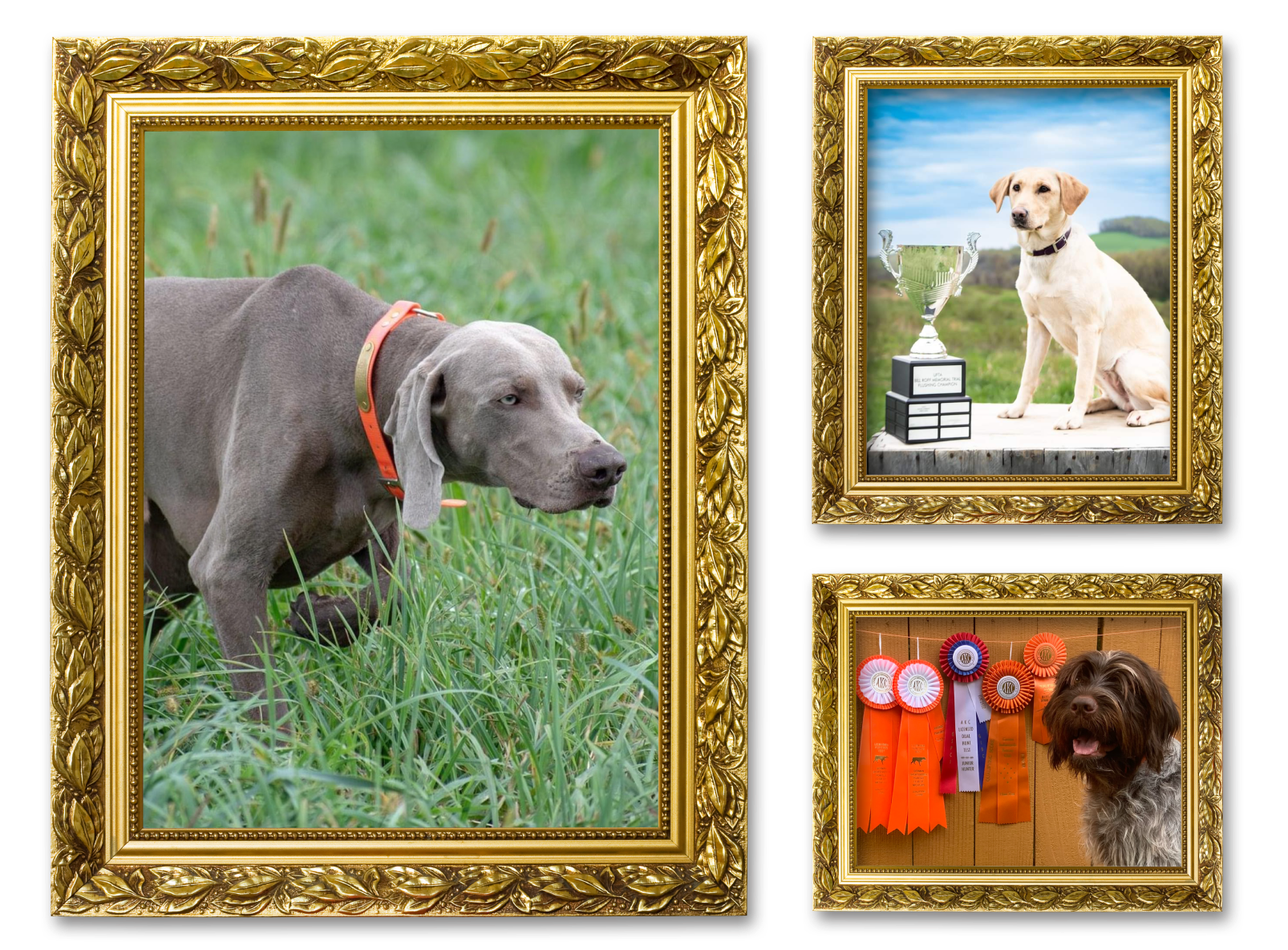 Three images of dogs in picture frames for the Star Performers album on the Diamond Family Album.
