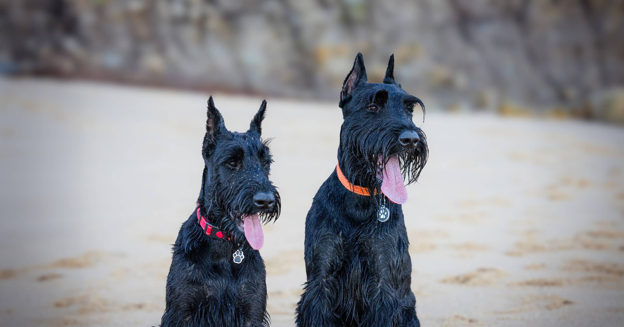 Two black giant schnauzers with wet and sandy fur sitting on a beach.