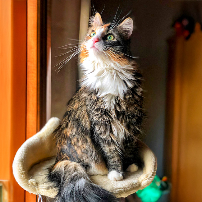 A black, brown and white long-haired cat sitting on a cat post.