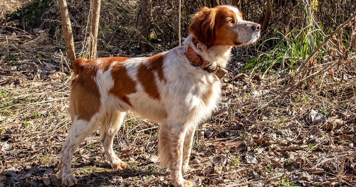 A Brittany spaniel wearing a orange collar while standing in the sun in the woods.