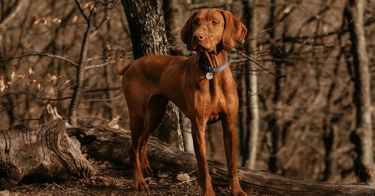 A brown vizsla dog wearing a blue collar standing near a tree in the forest.