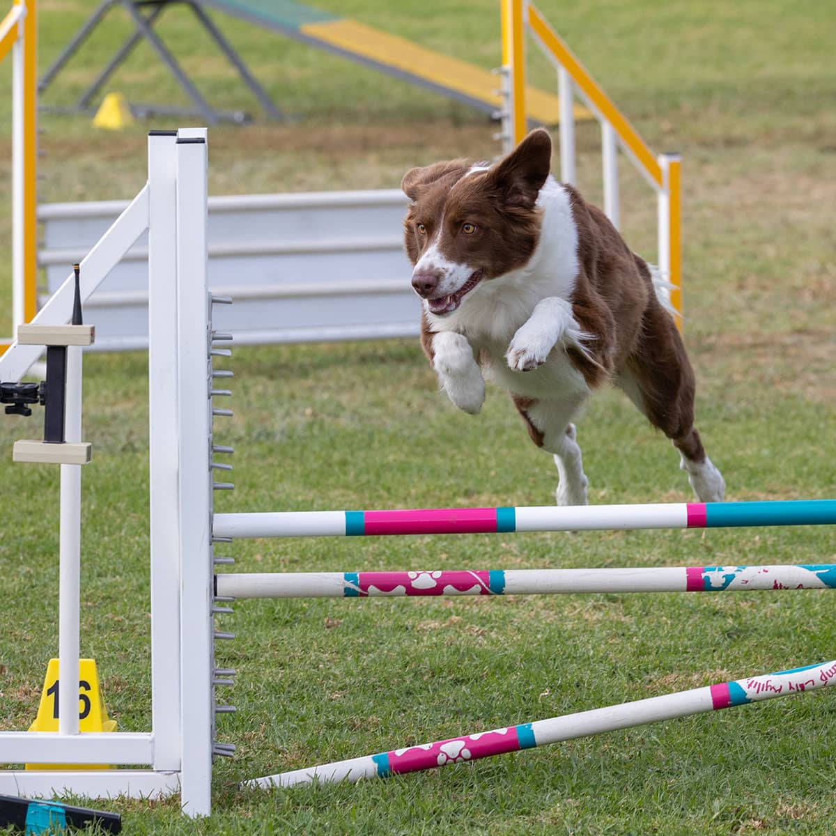A brown and white dog leaping over a bar jump at an agility trial.