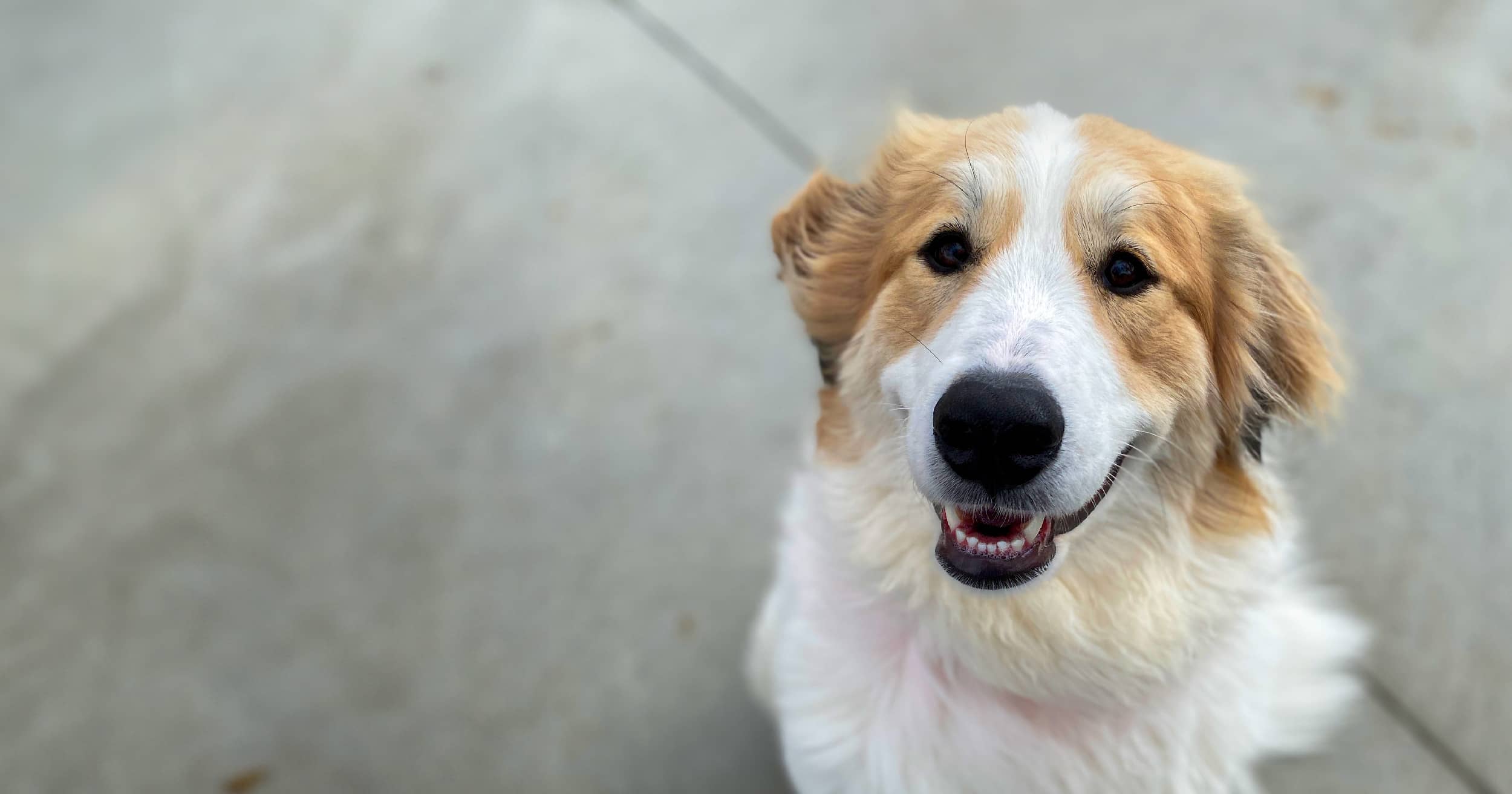 A close-up of Gracie, a Great Pyrenees/collie mix.