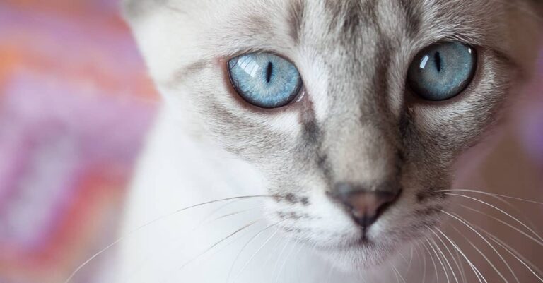 A close-up of a white cat with light blue eyes.