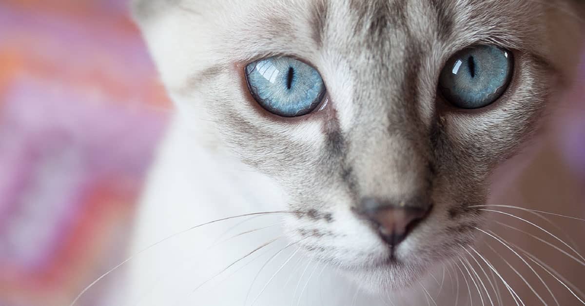A close-up of a white cat with light blue eyes.