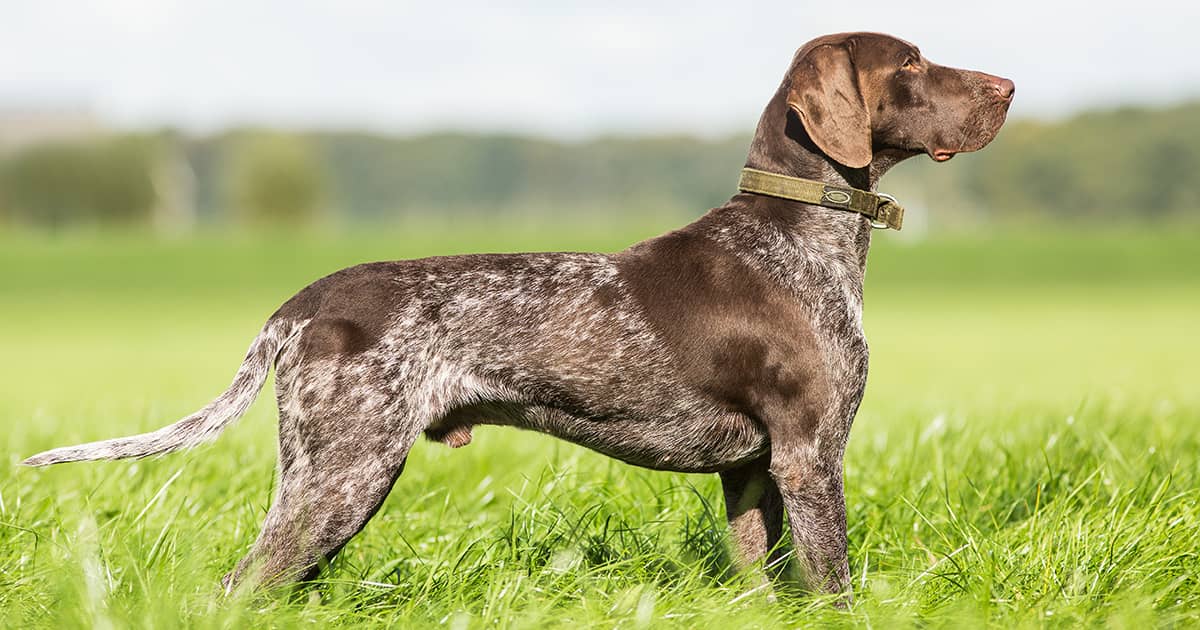 A German shorthaired pointer wearing a green collar while standing in a grassy field on a sunny day.