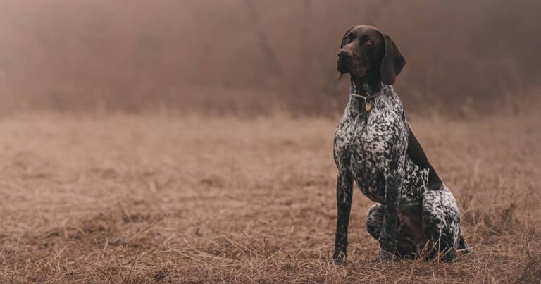 A German shorthaired pointer wearing a blue and orange collar while sitting in an open field.