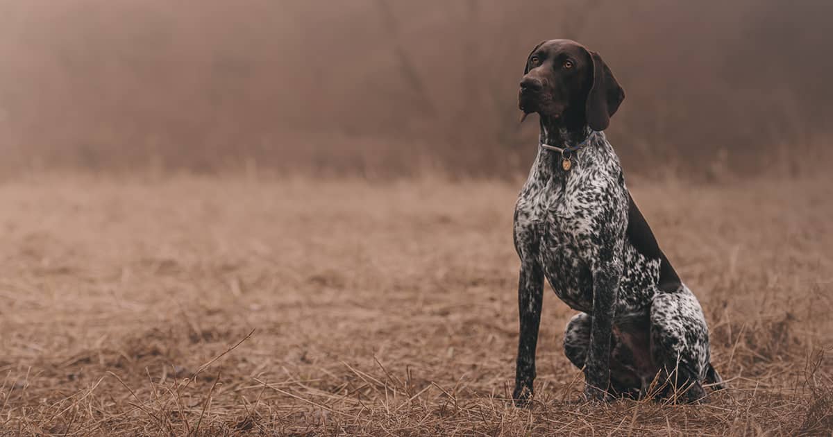 A German shorthaired pointer wearing a blue and orange collar while sitting in an open field.