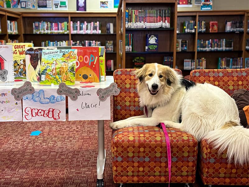 Gracie wearing a harness and leash lying on a couch in a library next to a table full of children’s books.