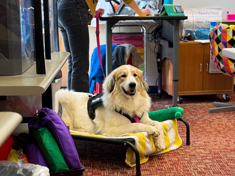Gracie wearing a harness and leash while lying on a dog bed in a classroom.