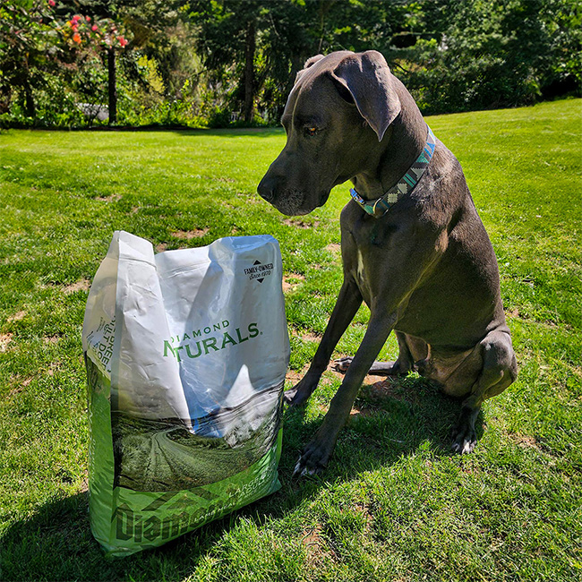 A gray Weimaraner dog sitting in the grass next to a bag of Diamond Naturals dog food.