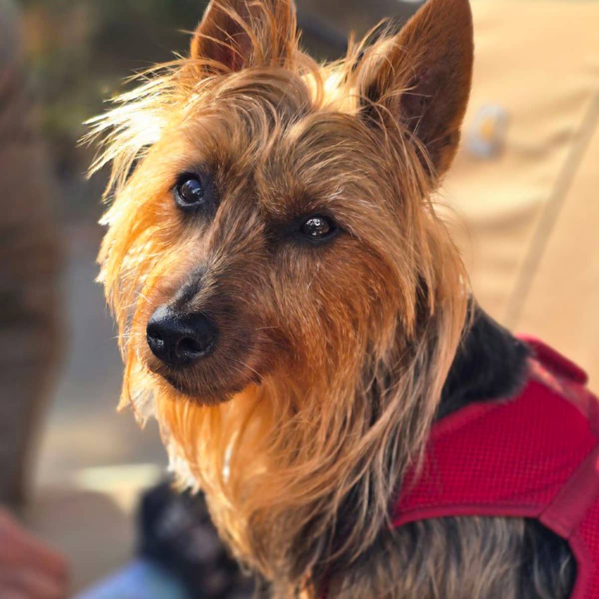 A long-haired dog standing in the sun wearing a red vest.