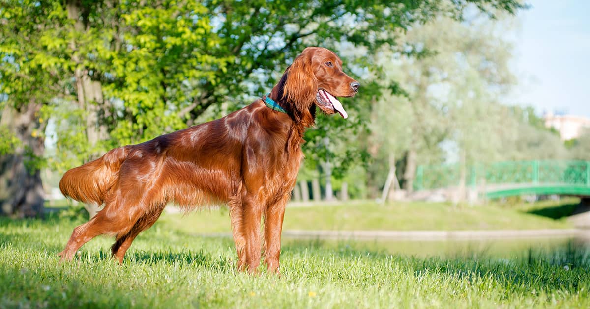 A red Irish setter wearing a blue and green collar while standing in the grass at a park on a sunny day.