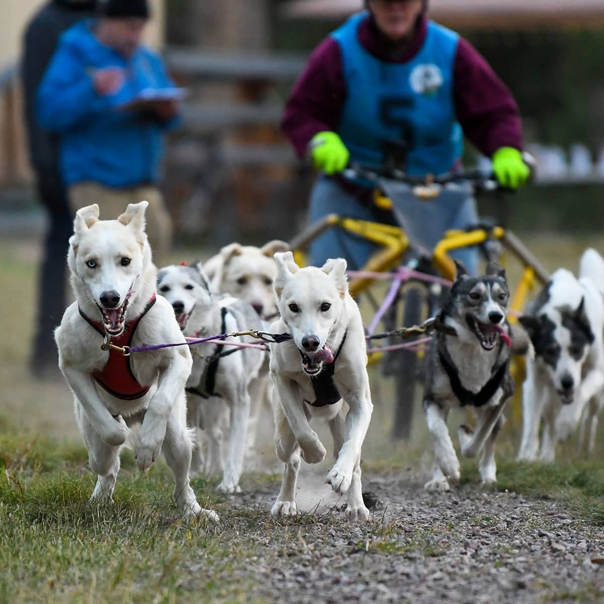 Six dogs wearing harnesses pulling a person on a sled through the grass.