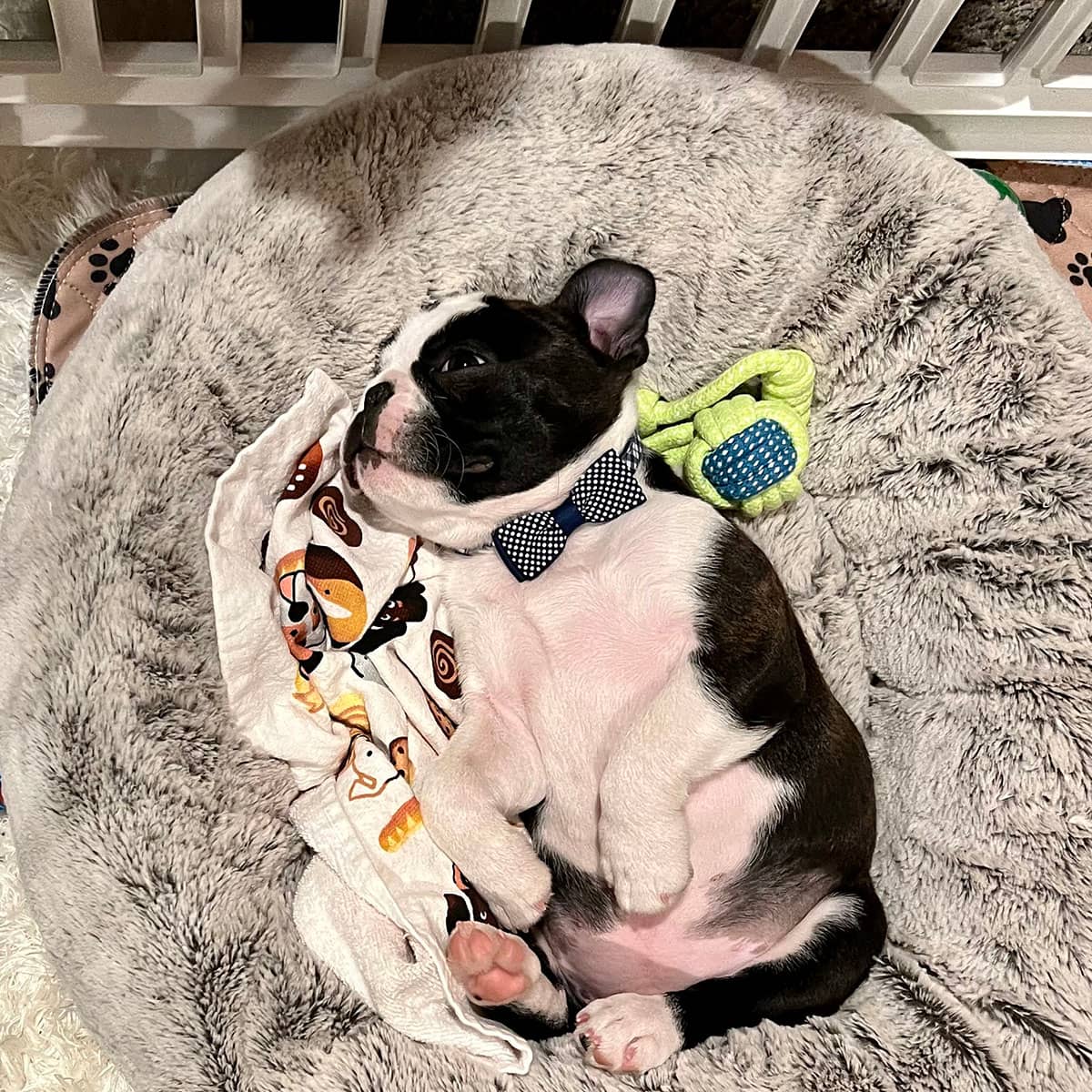 A small black and white dog lying on its back in the middle of a soft dog bed.