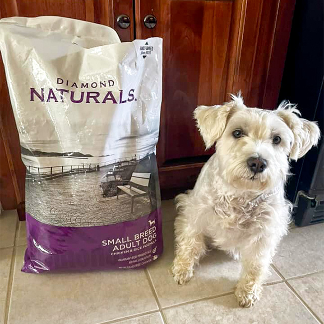 A small white dog sitting on the floor next to a bag of Diamond Naturals Small Breed Adult Dog Chicken and Rice Formula.