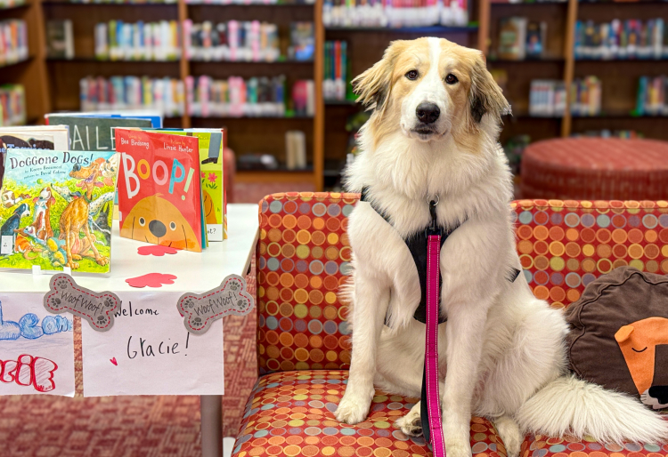 A dog sitting on a couch near a table of books.