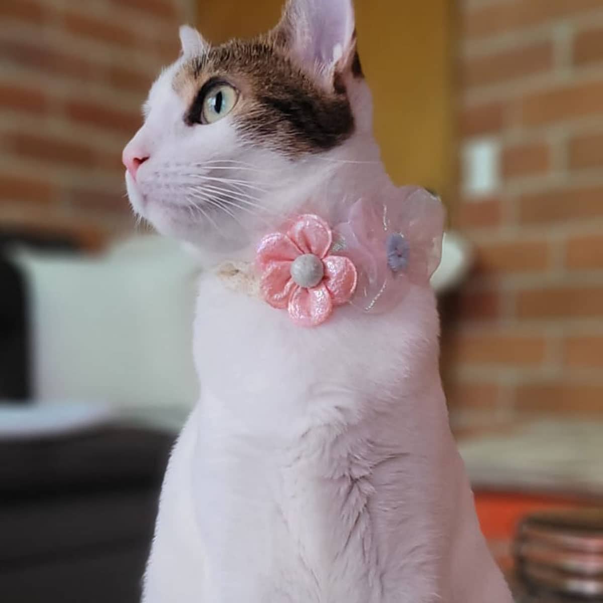 A white and brown cat sitting on a table top wearing a collar with two pink flowers around its neck.