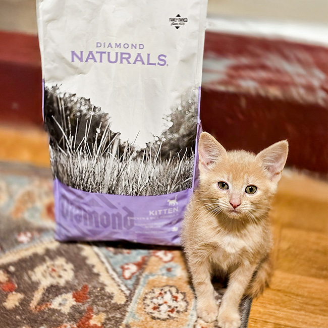 A young tabby kitten sitting on the floor next to a bag of Diamond Naturals Kitten Chicken and Rice Formula.