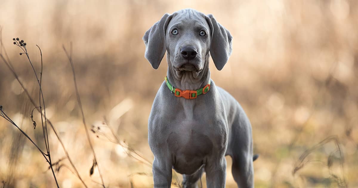 A young weimaraner with a green and orange collar standing in a field.