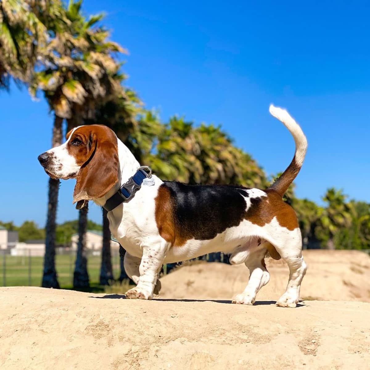 A basset hound standing on a mound of dirt in the sun.