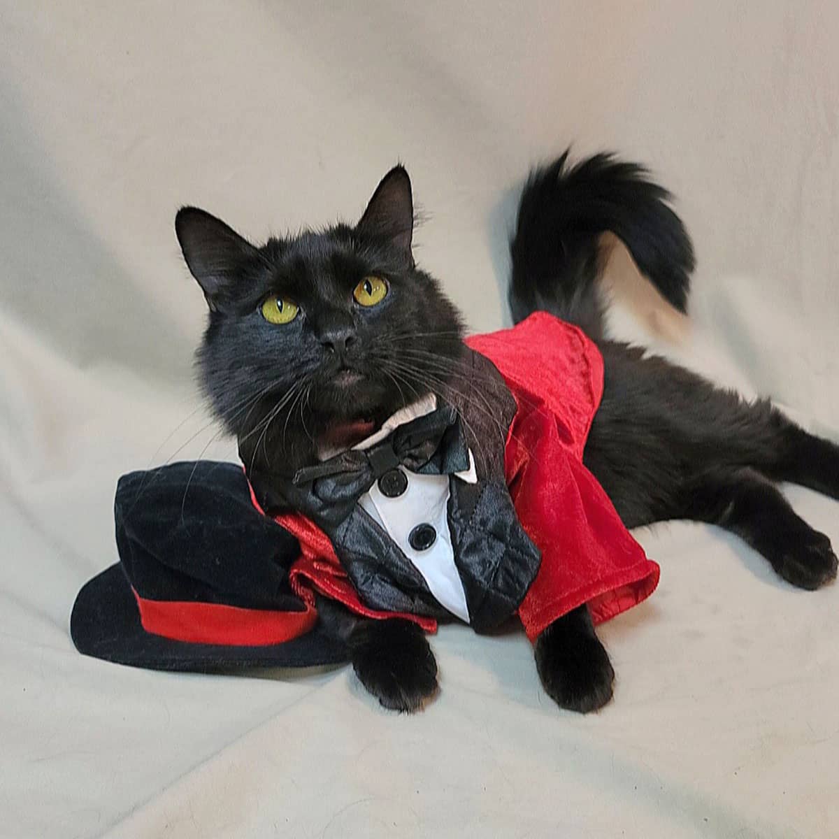 A black cat lying on the floor wearing a cat tuxedo costume.