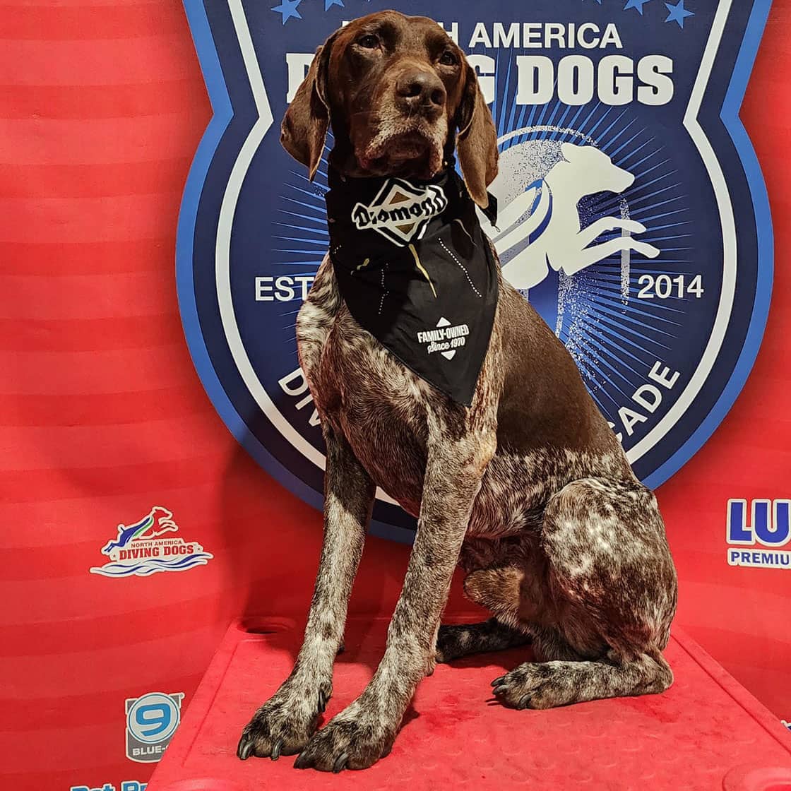 A brown dog wearing a black Diamond Pet Foods bandana while standing on a red podium.