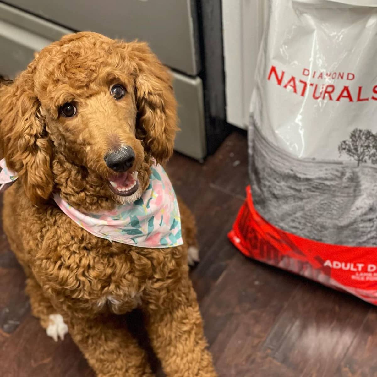 A brown dog wearing a flowery bandana around its neck sitting on the floor next to a bag of Diamond Naturals Adult Dog Lamb Meal and Rice Formula.
