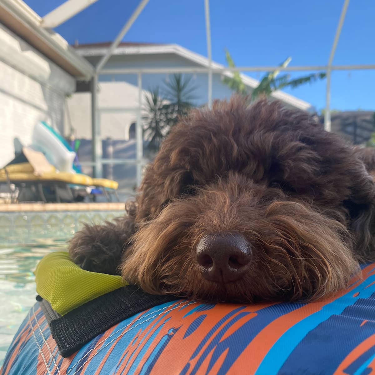 A close-up of a brown dog's face while lying on top of an inflatable pool tube next to a pool.