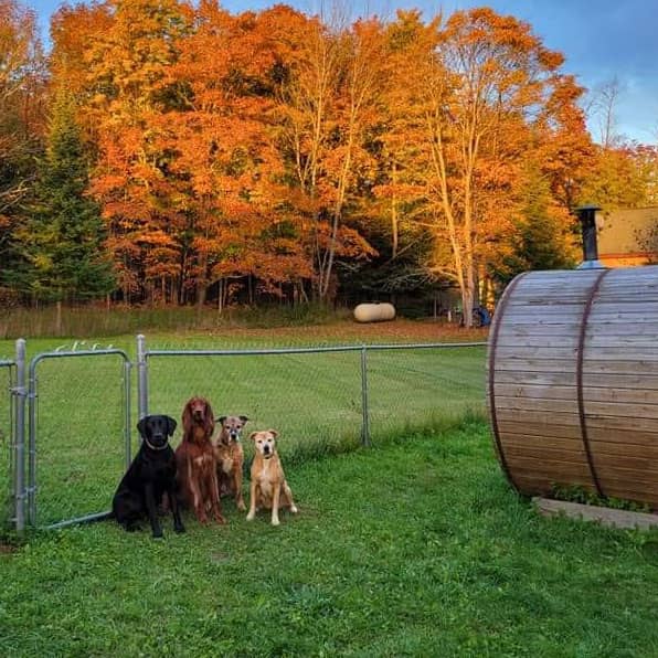 A group of dogs sitting near a fence outside with vibrant yellow and orange trees in the background.