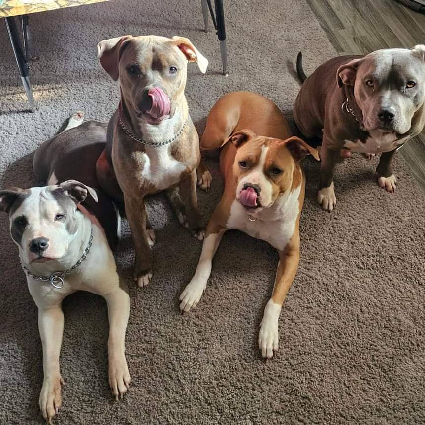 A group of four dogs sitting together on a rug posing for the camera.