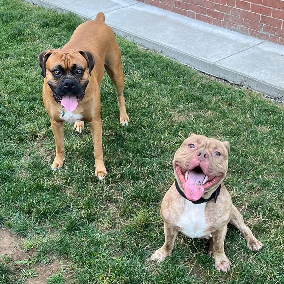 A light brown boxer standing next to a pit bull outside in the grass.