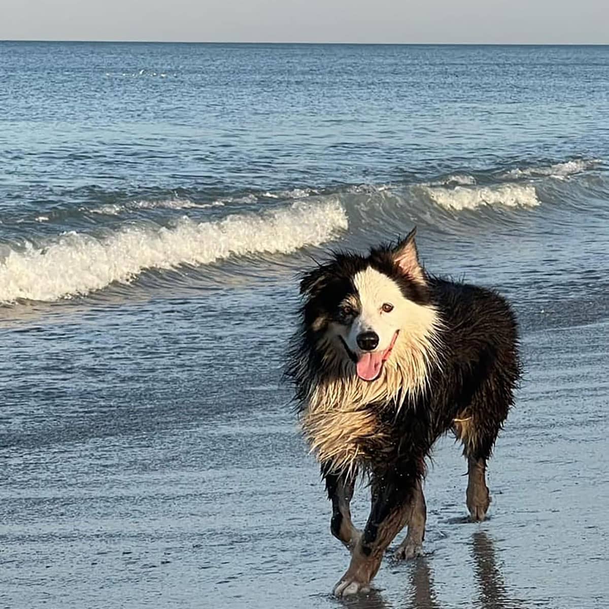 A long-haired black and white dog walking on the beach with waves in the background.