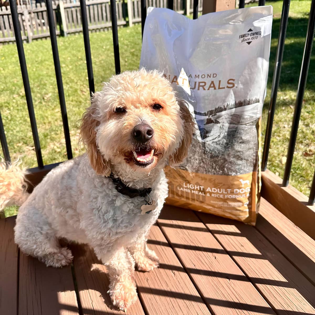 A small white and brown dog sitting on a deck outside next to a bag of Diamond Naturals Light Adult Dog Lamb Meal and Rice Formula.