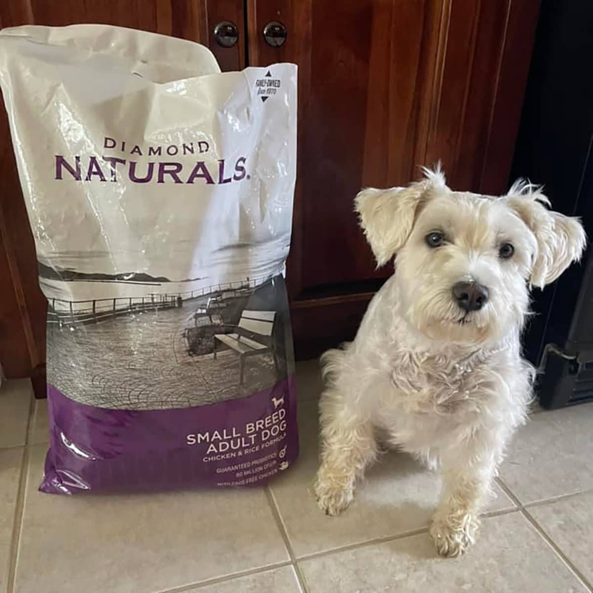 A small white dog sitting on the floor next to a bag of Diamond Naturals Small Breed Adult Dog Chicken and Rice Formula.