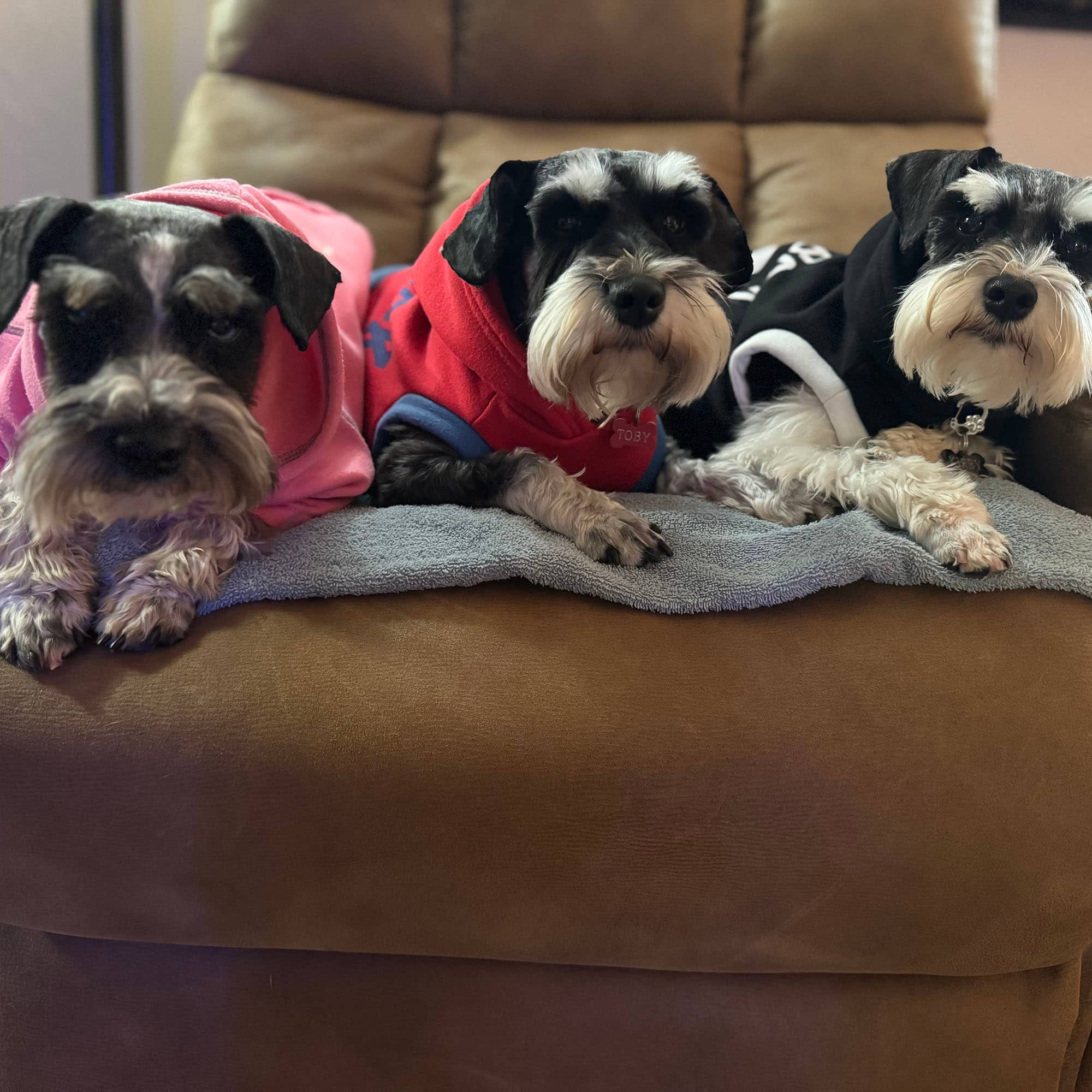 Three terrier dogs wearing sweaters while sitting together on a rocking chair.