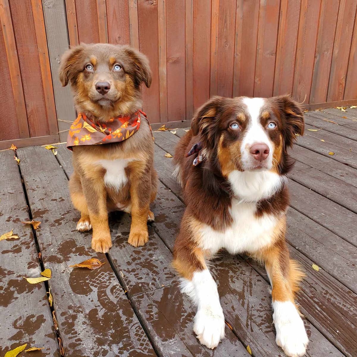 Two brown and white dogs sitting next to each other on a deck outside.