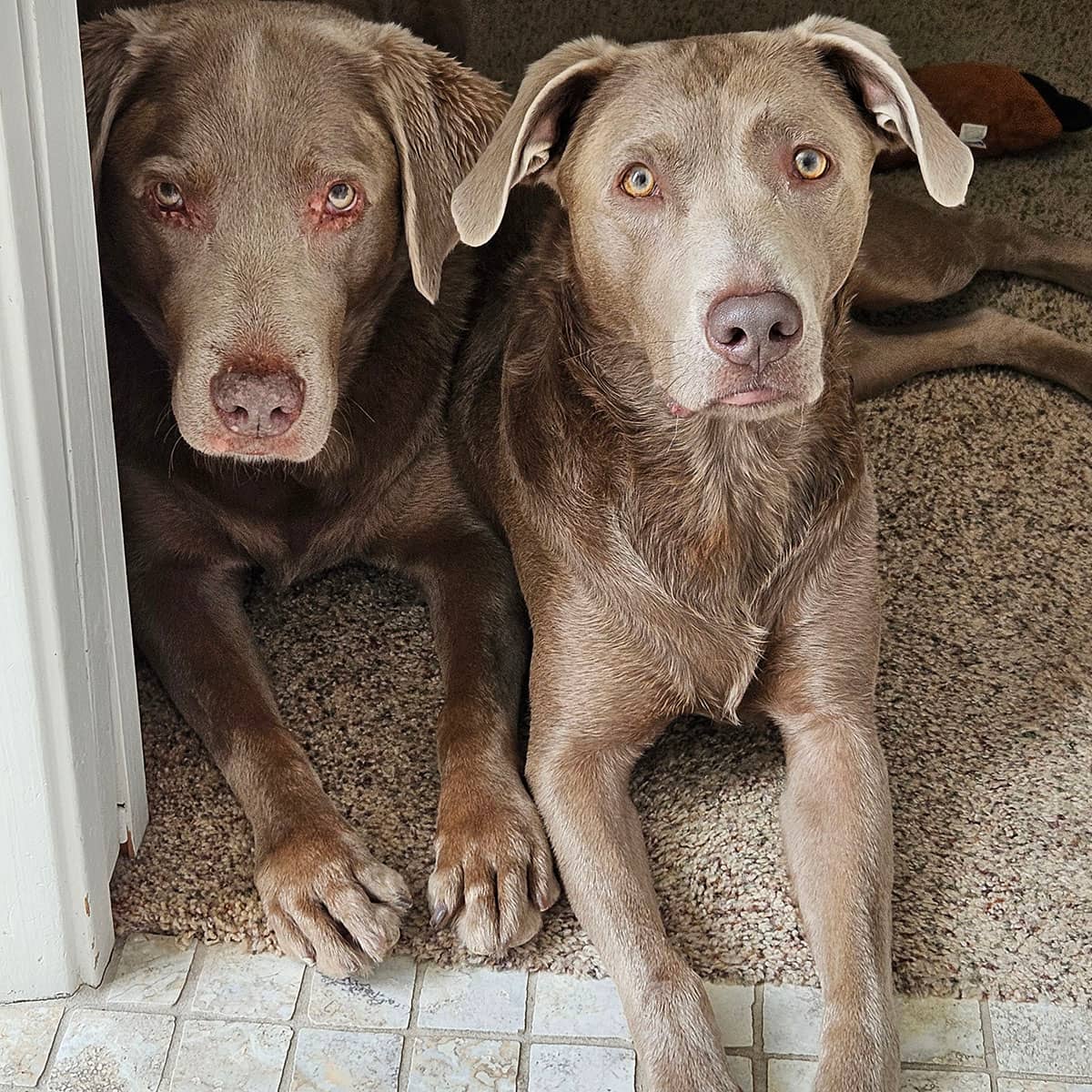 Two gray dogs lying next to each other on the floor.