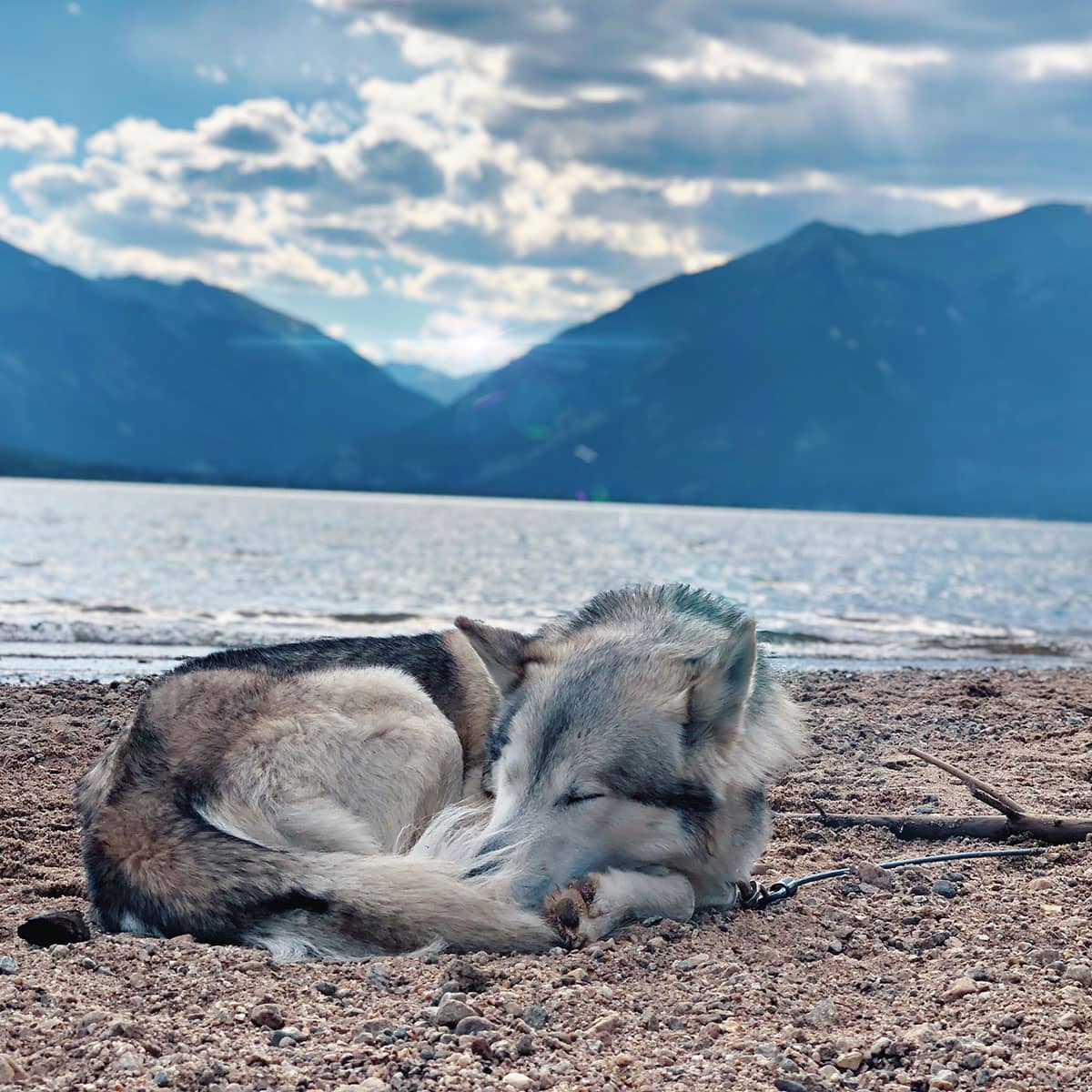 A white, black and brown dog sleeping while curled up on a beach with water and mountains in the background.